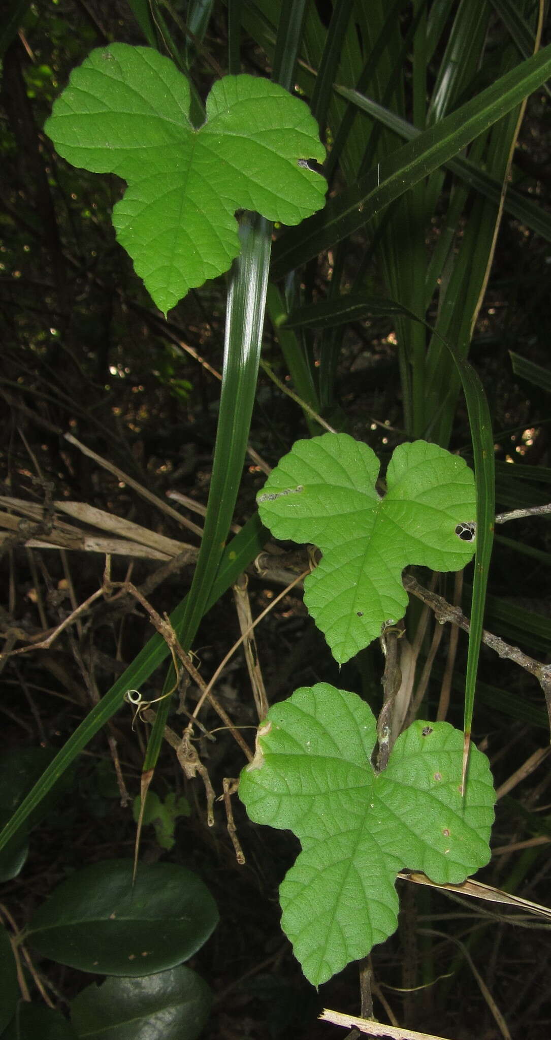 Слика од Ipomoea ficifolia Lindl.