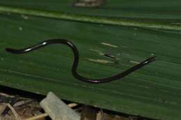 Liotyphlops bondensis armandoi Linares-Vargas et al. 2021 resmi