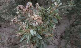 Imagem de Atriplex cinerea Poir.