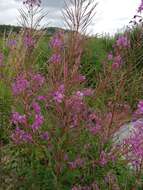 Image of <i>Chamaenerion <i>angustifolium</i></i> subsp. angustifolium