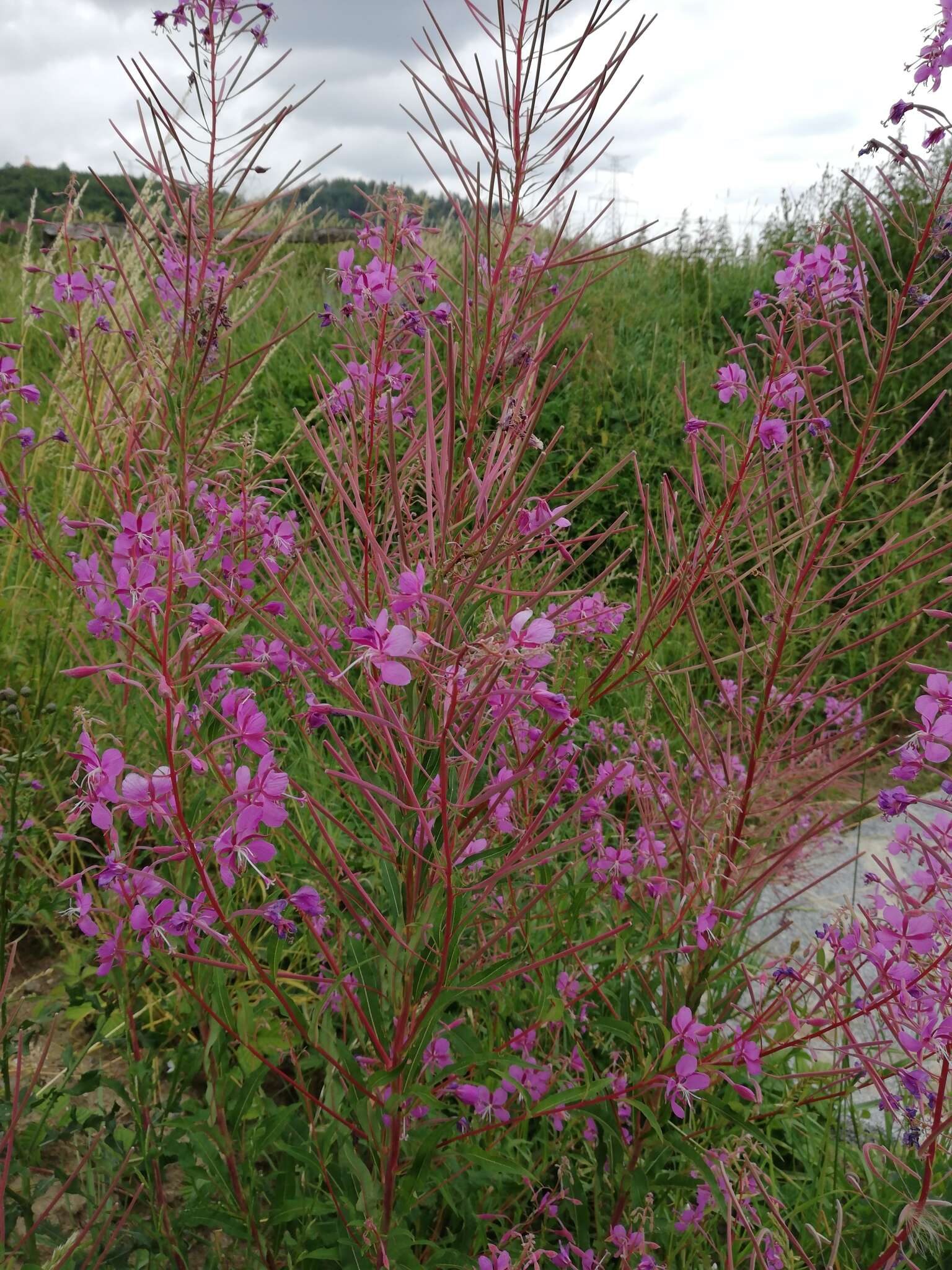 Image of <i>Chamaenerion <i>angustifolium</i></i> subsp. angustifolium