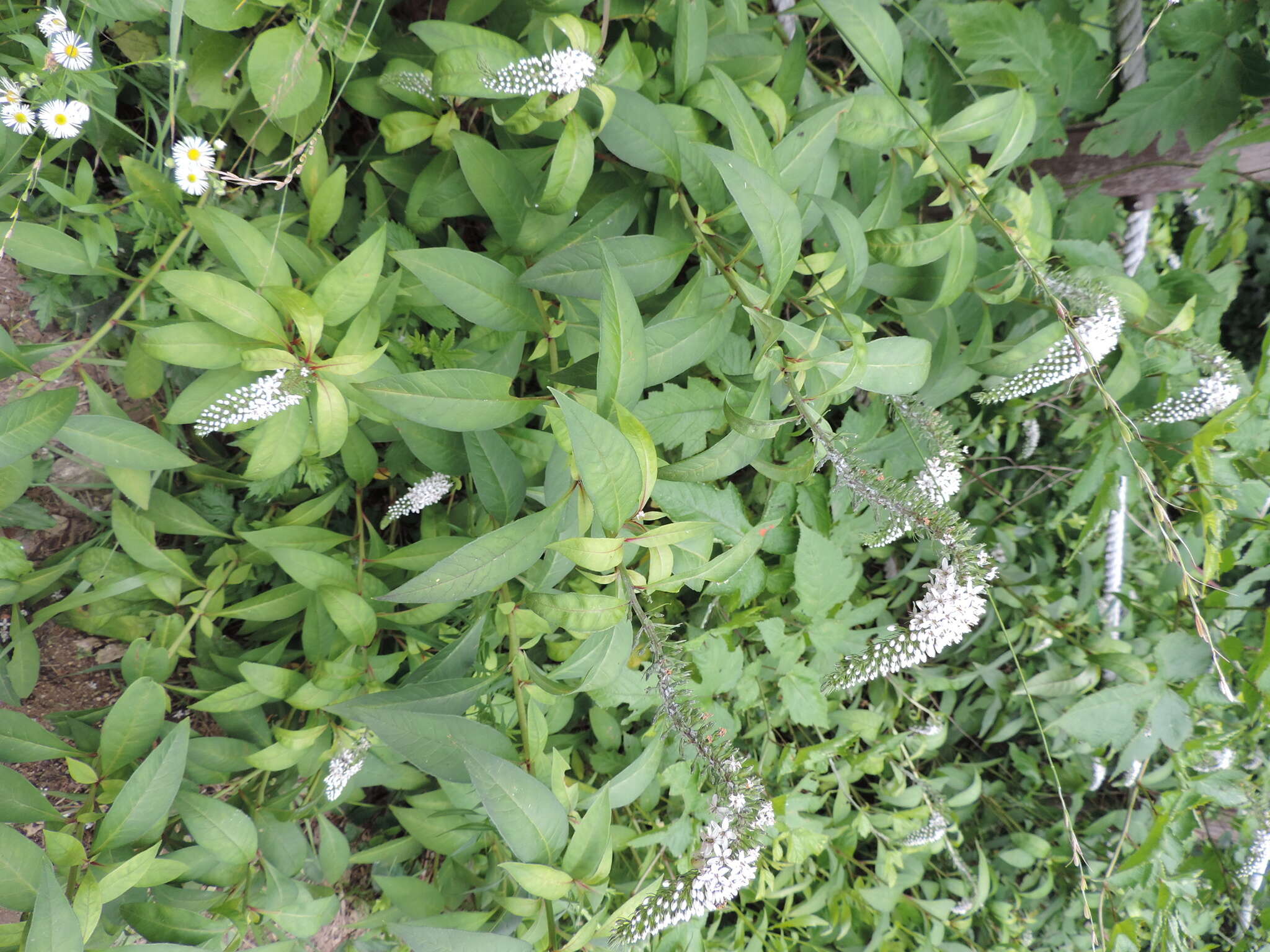 صورة Lysimachia clethroides Duby