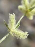 Stachys aurea Benth. resmi