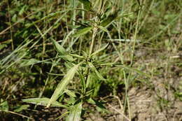 Image of Lysimachia dubia Solander