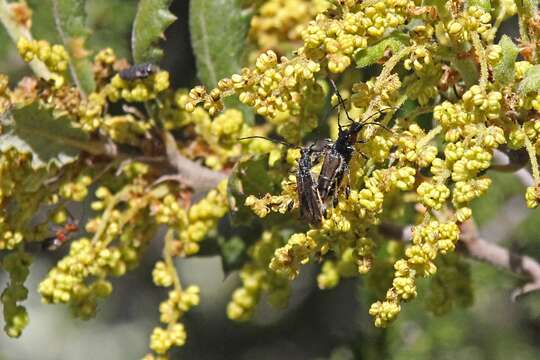 Image de Callimoxys fuscipennis Le Conte 1861