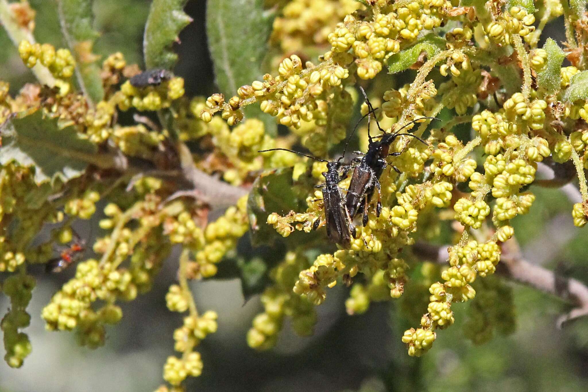 Image of Callimoxys fuscipennis Le Conte 1861