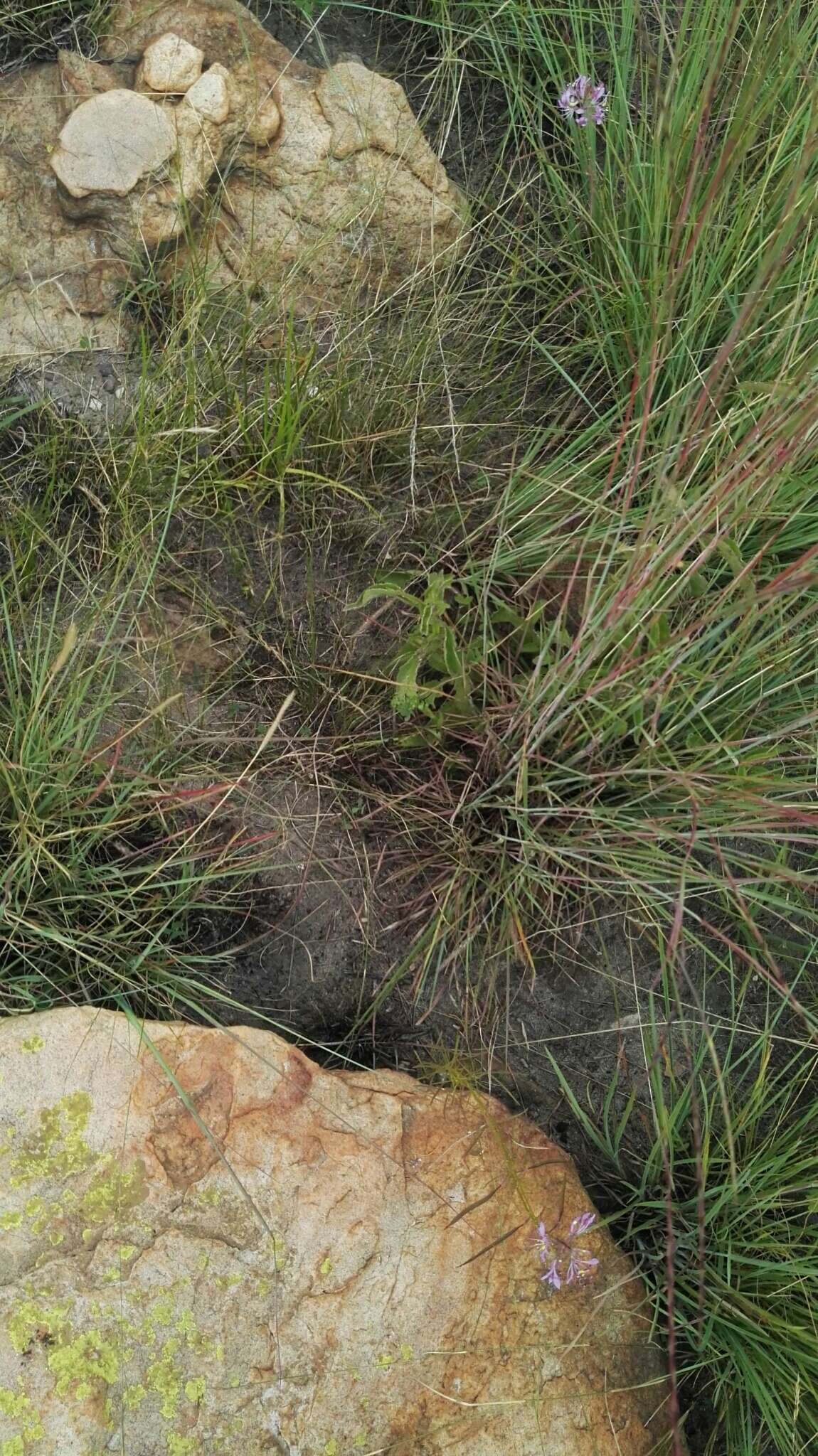 Image of Habenaria galpinii Bolus