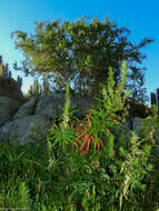 Image de Lobelia polyphylla Hook. & Arn.