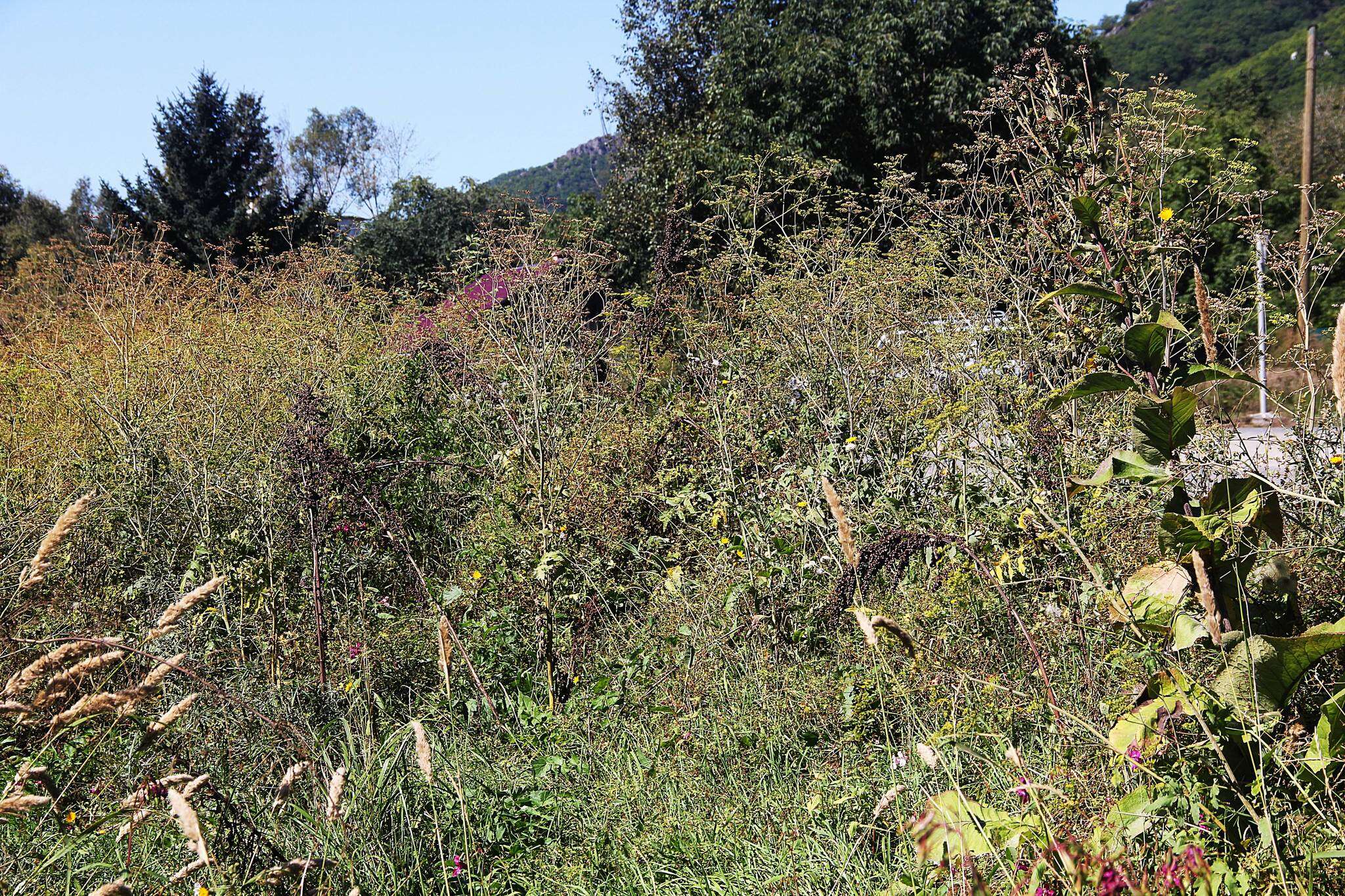 Imagem de Pastinaca sativa subsp. sylvestris (Mill.) Rouy & Camus