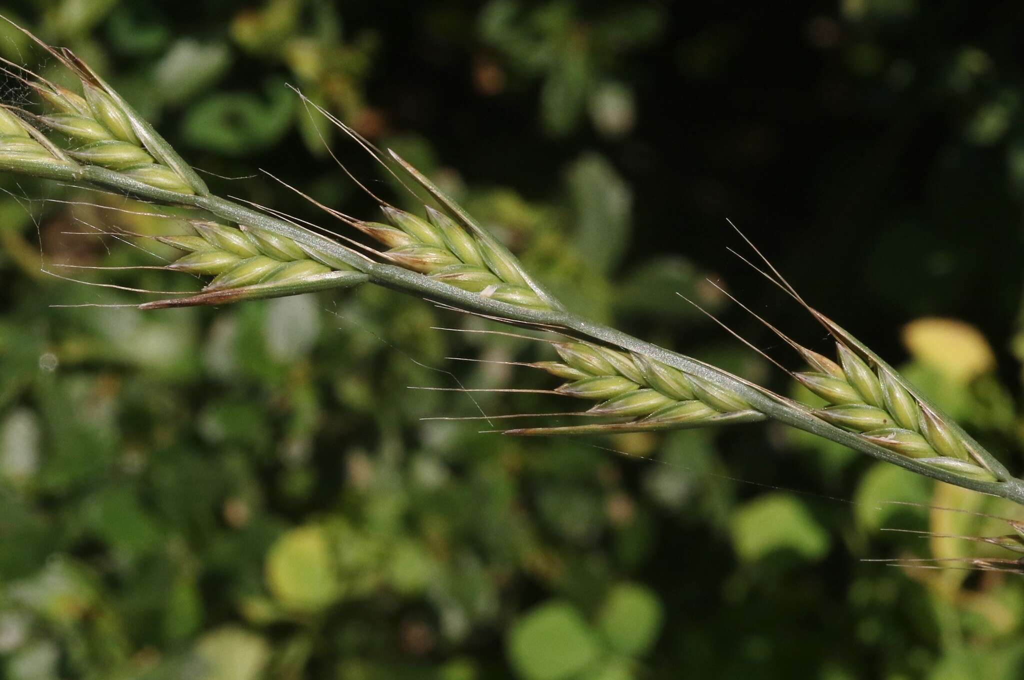 Image of Darnel ryegrass