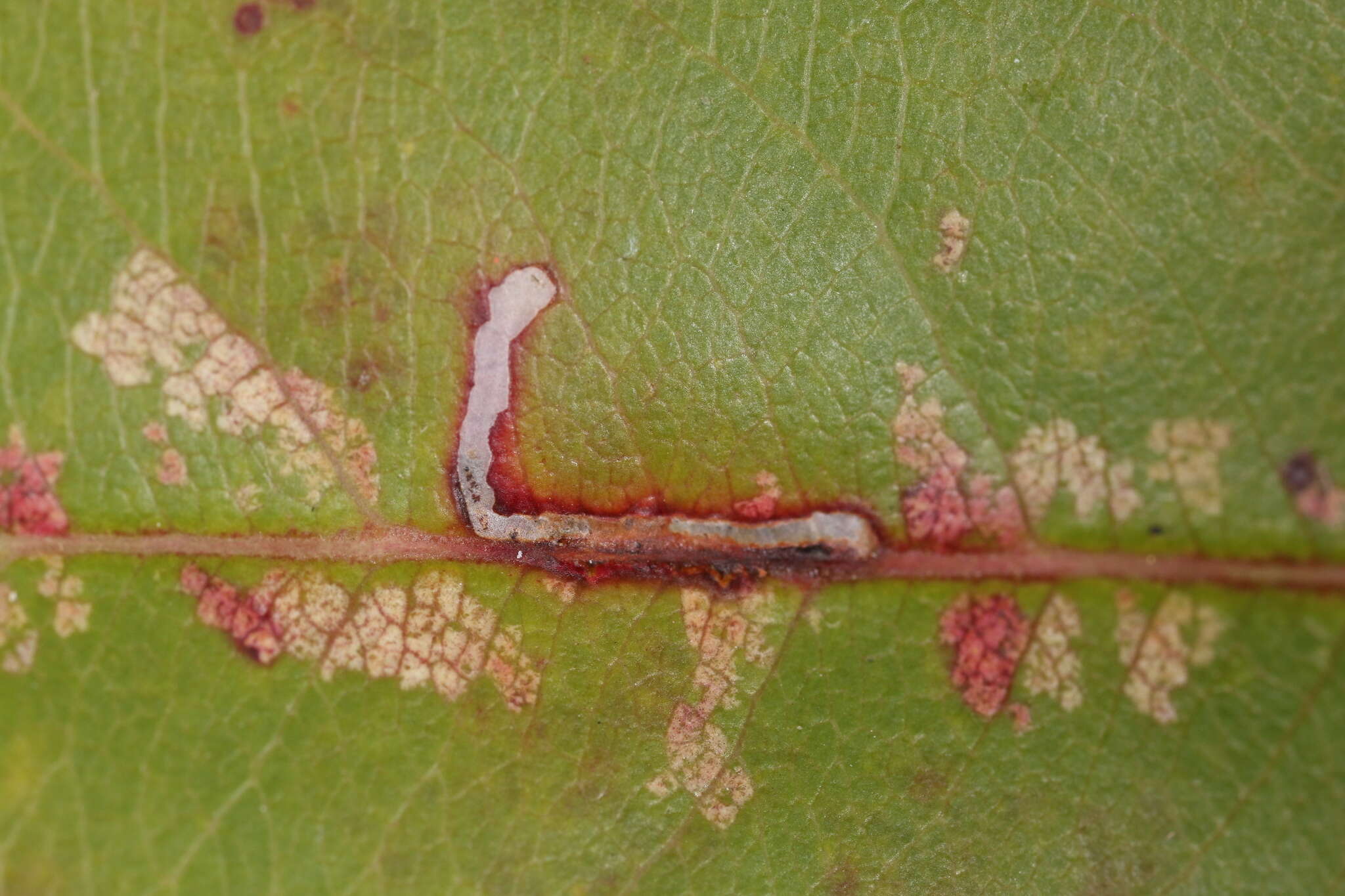 Image of Bucculatrix pomifoliella Clemens 1860