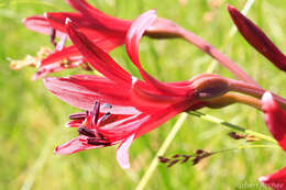 Image of Brunsvigia natalensis Baker