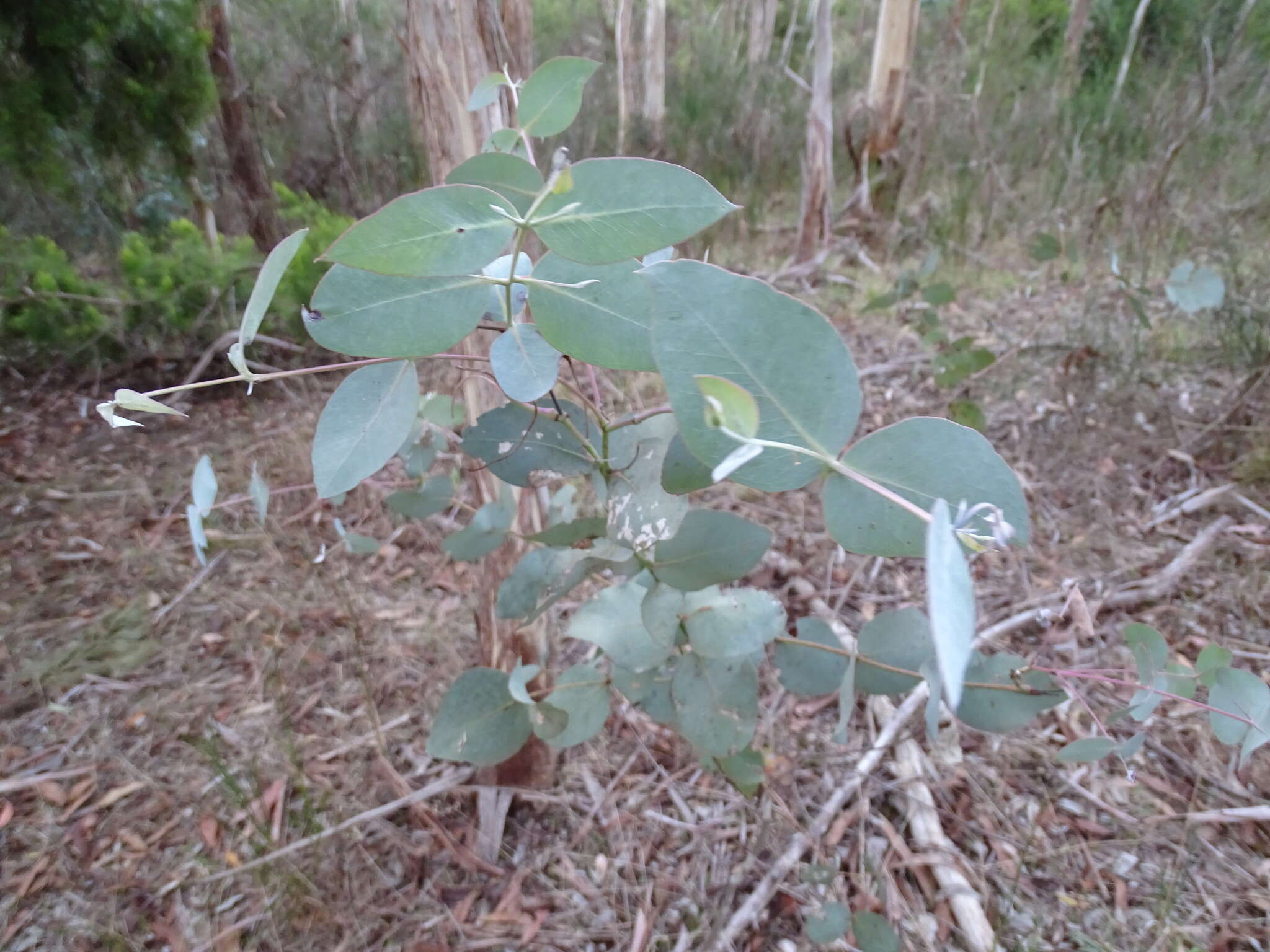 Image of White gum