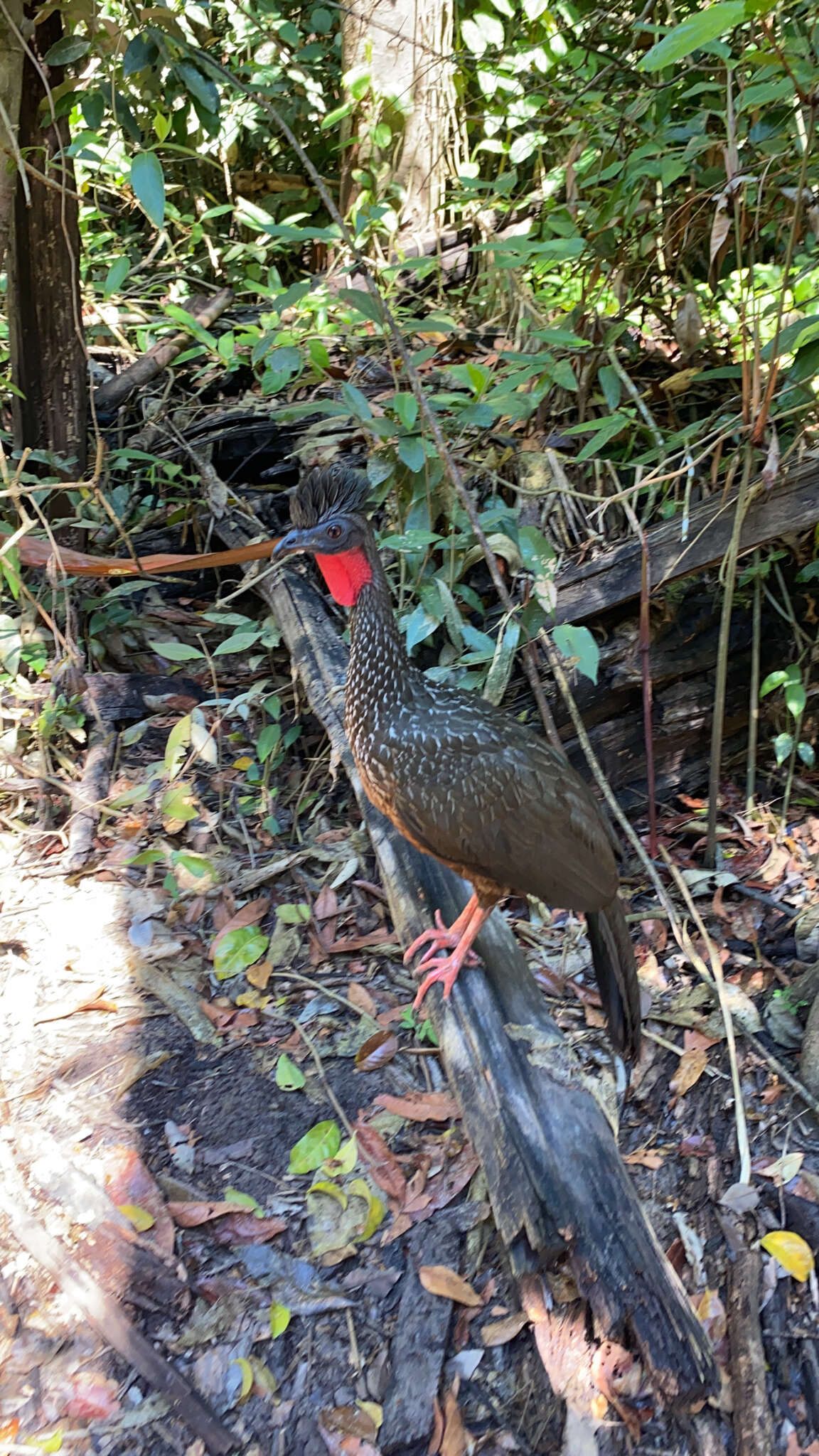 Image of Spix's Guan