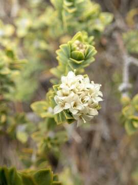 Image of Pimelea sporadica C. J. Burrows