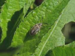 Image of Ophraella communa Le Sage 1986