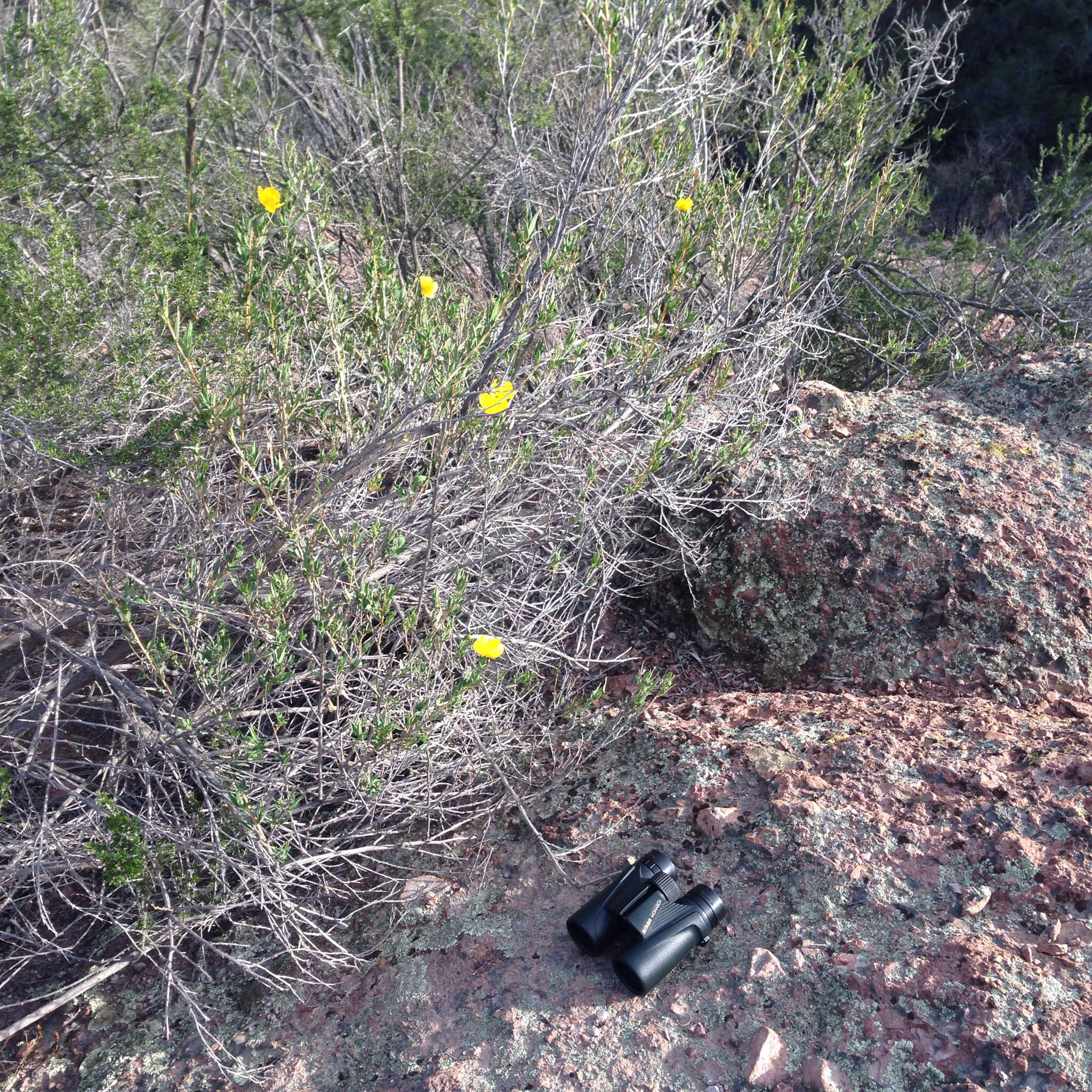 Image of tree poppy