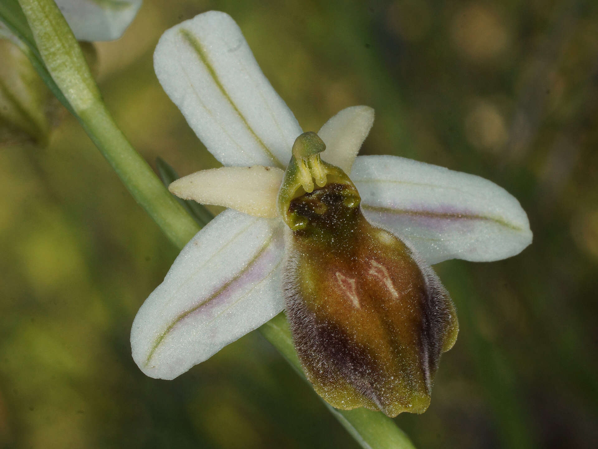 Image of Ophrys argolica subsp. lesbis (Gölz & H. R. Reinhard) H. A. Pedersen & Faurh.