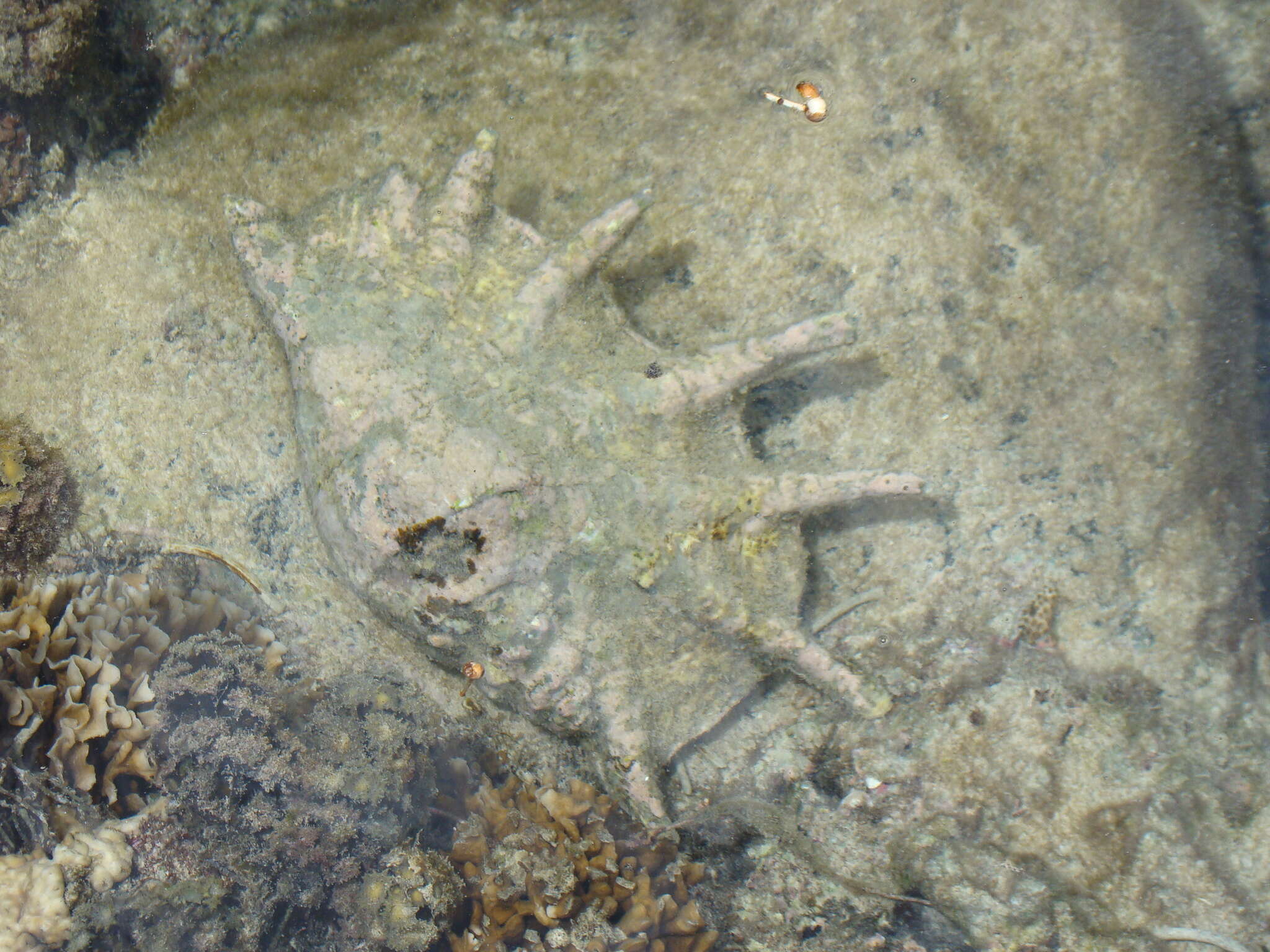 Image of Giant spider conch