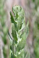 Image de Brickellia dentata (DC.) Sch. Bip.