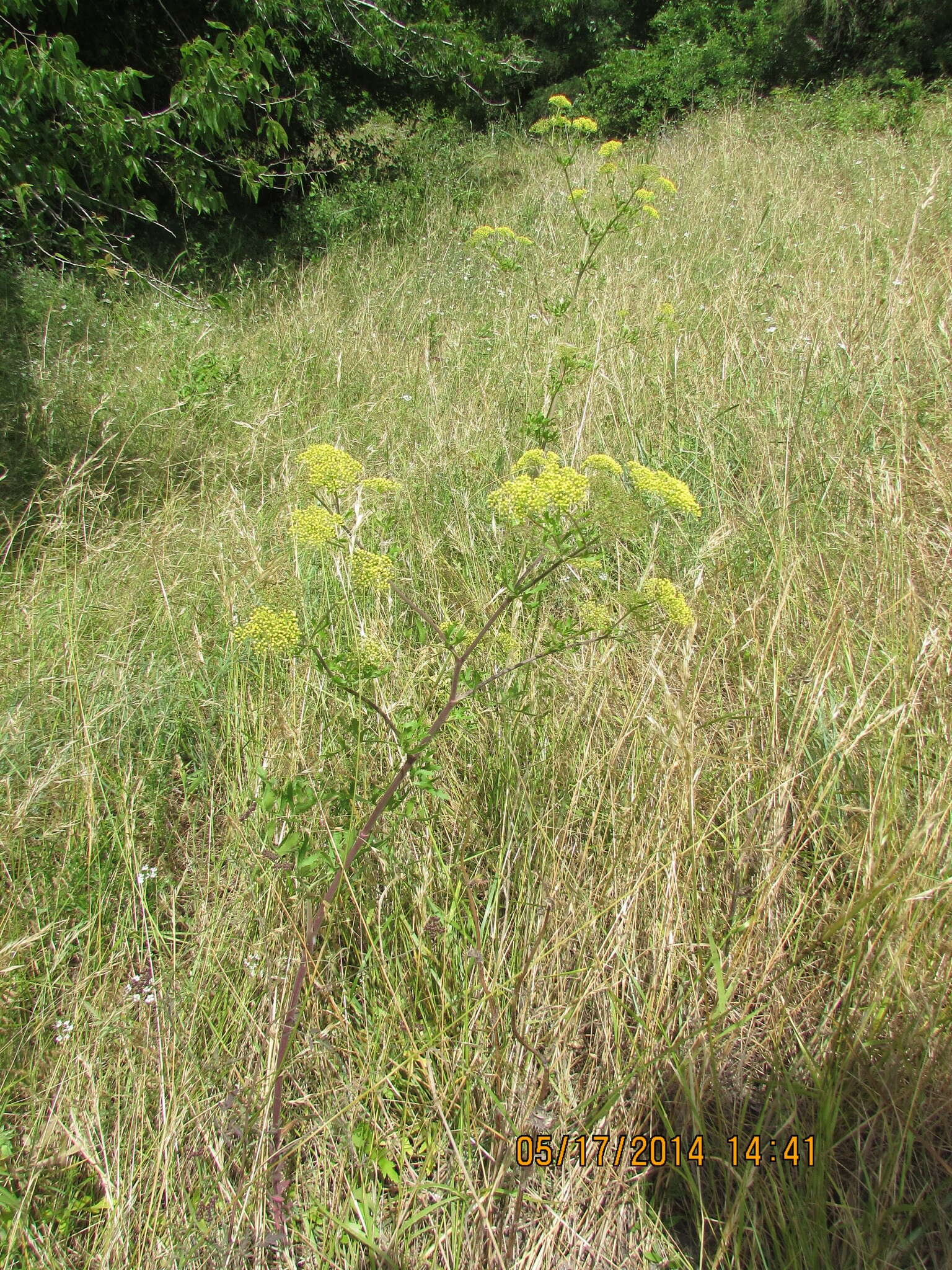 Image of Texas prairie parsley