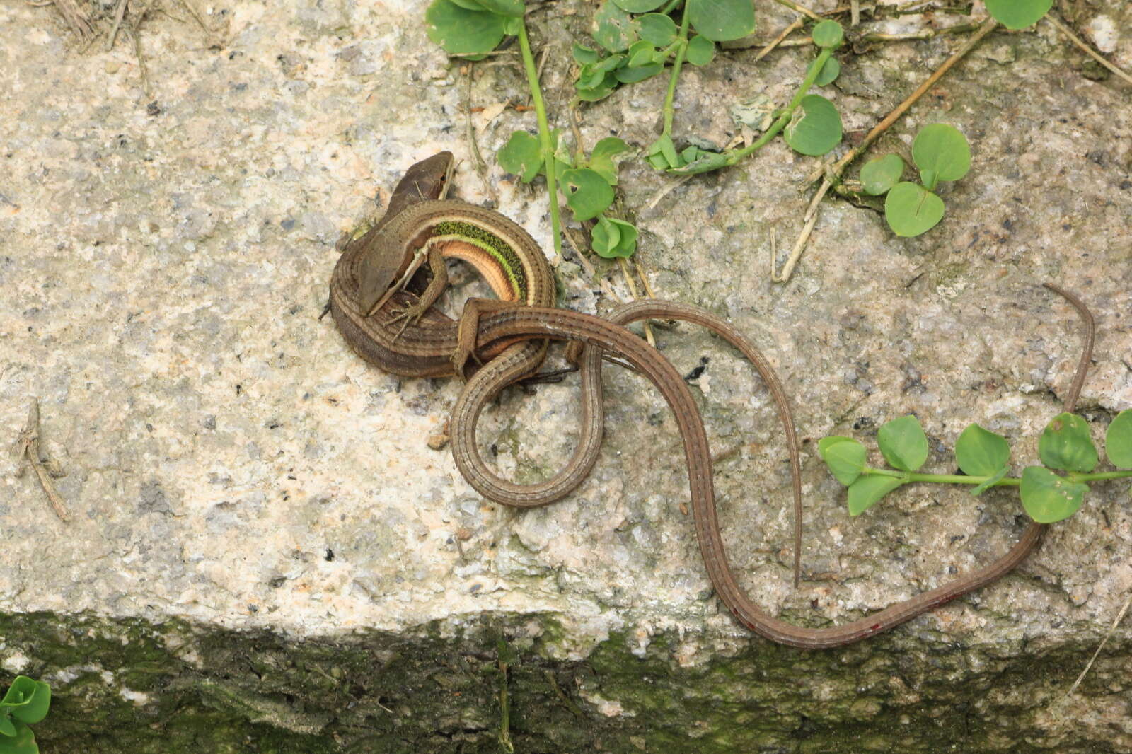 Image de Takydromus viridipunctatus Lue & Lin 2008