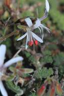 Image of Pelargonium alternans Wendl.