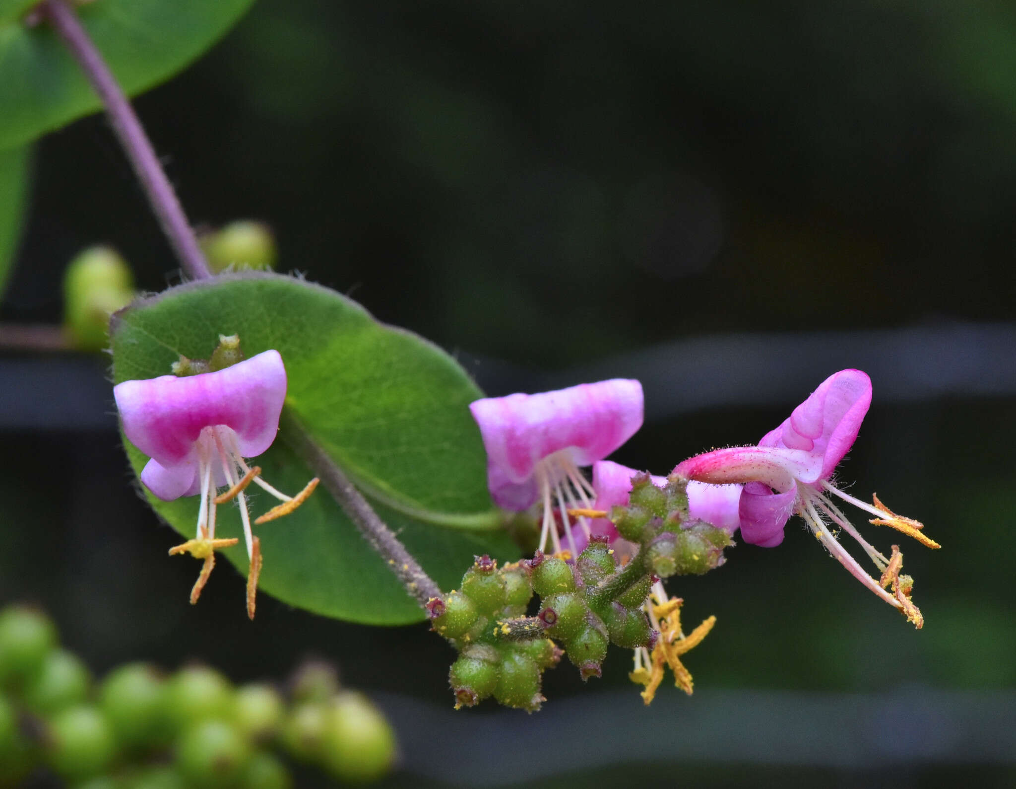 Image of pink honeysuckle