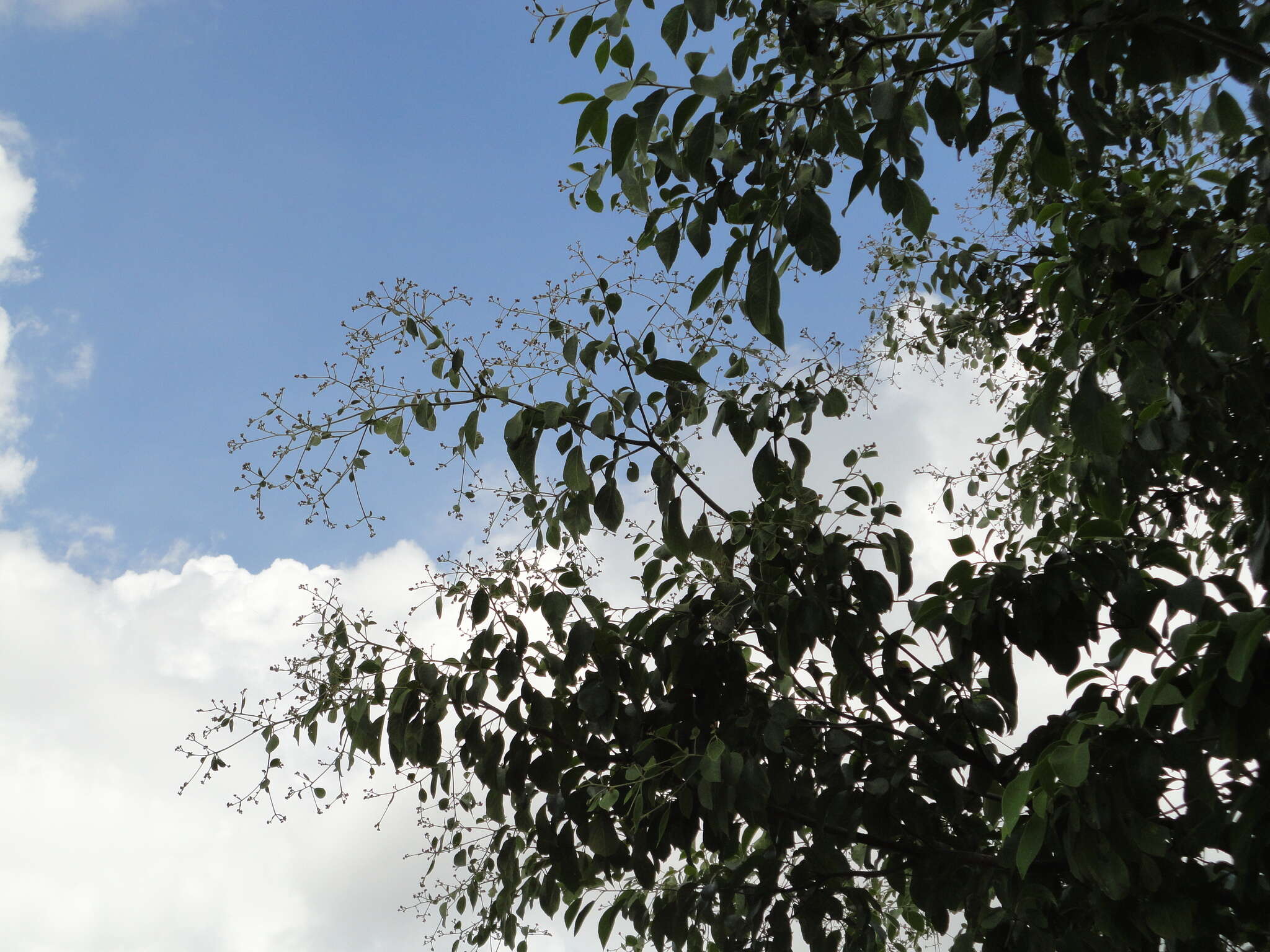 Image of Cordia trichotoma (Vell.) Arrab. ex Steud.