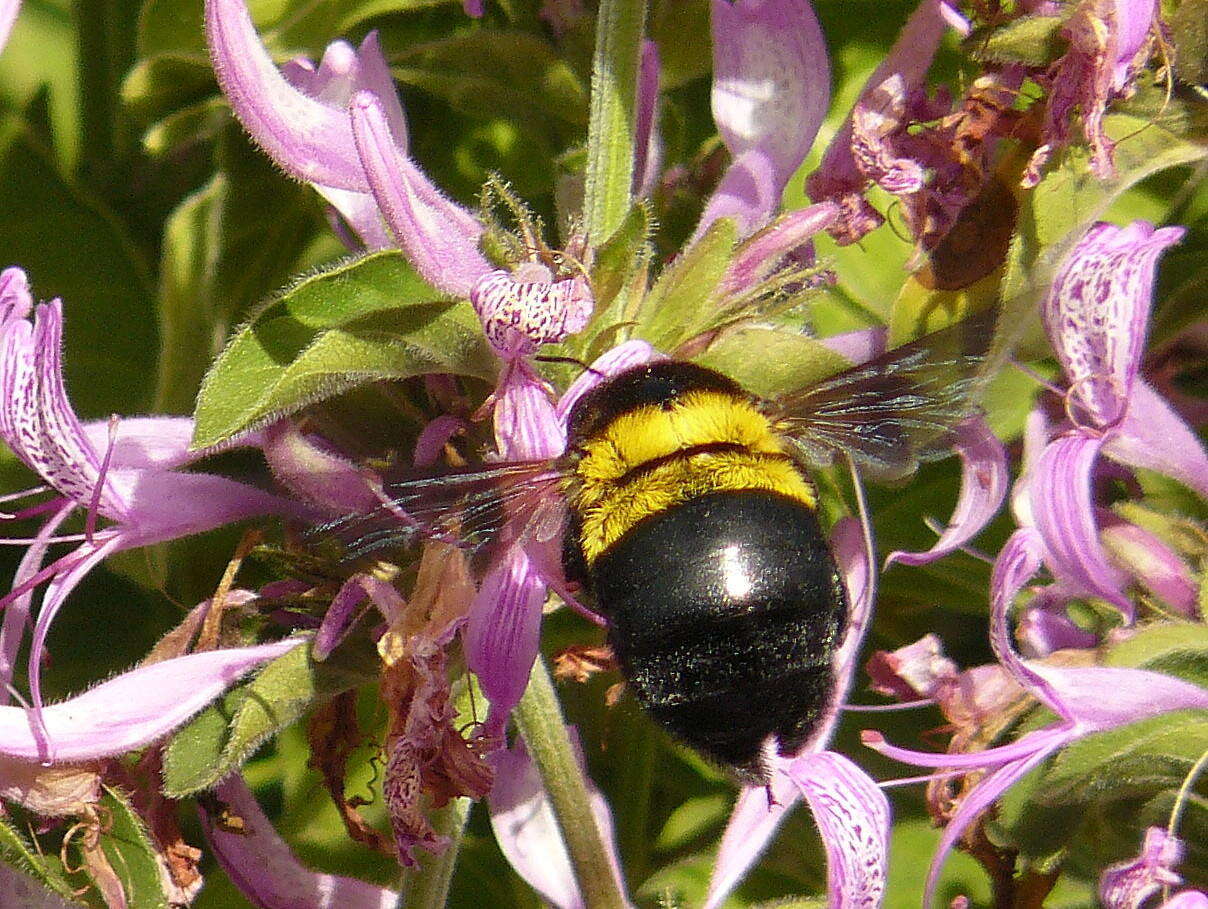 Image of Xylocopa caffra (Linnaeus 1767)