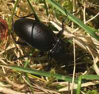 Image of Violet Ground Beetle