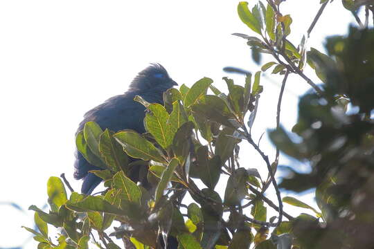 Plancia ëd Coua caerulea (Linnaeus 1766)