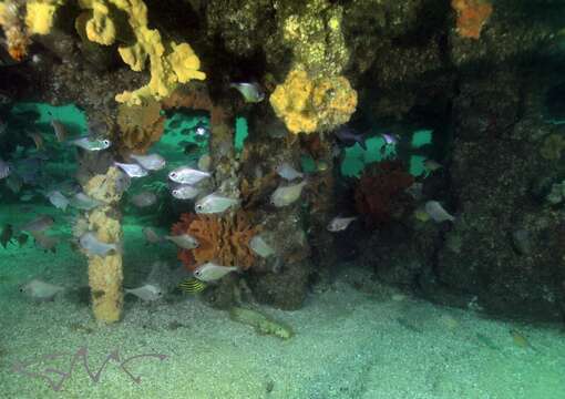 Imagem de Pempheris multiradiata Klunzinger 1879