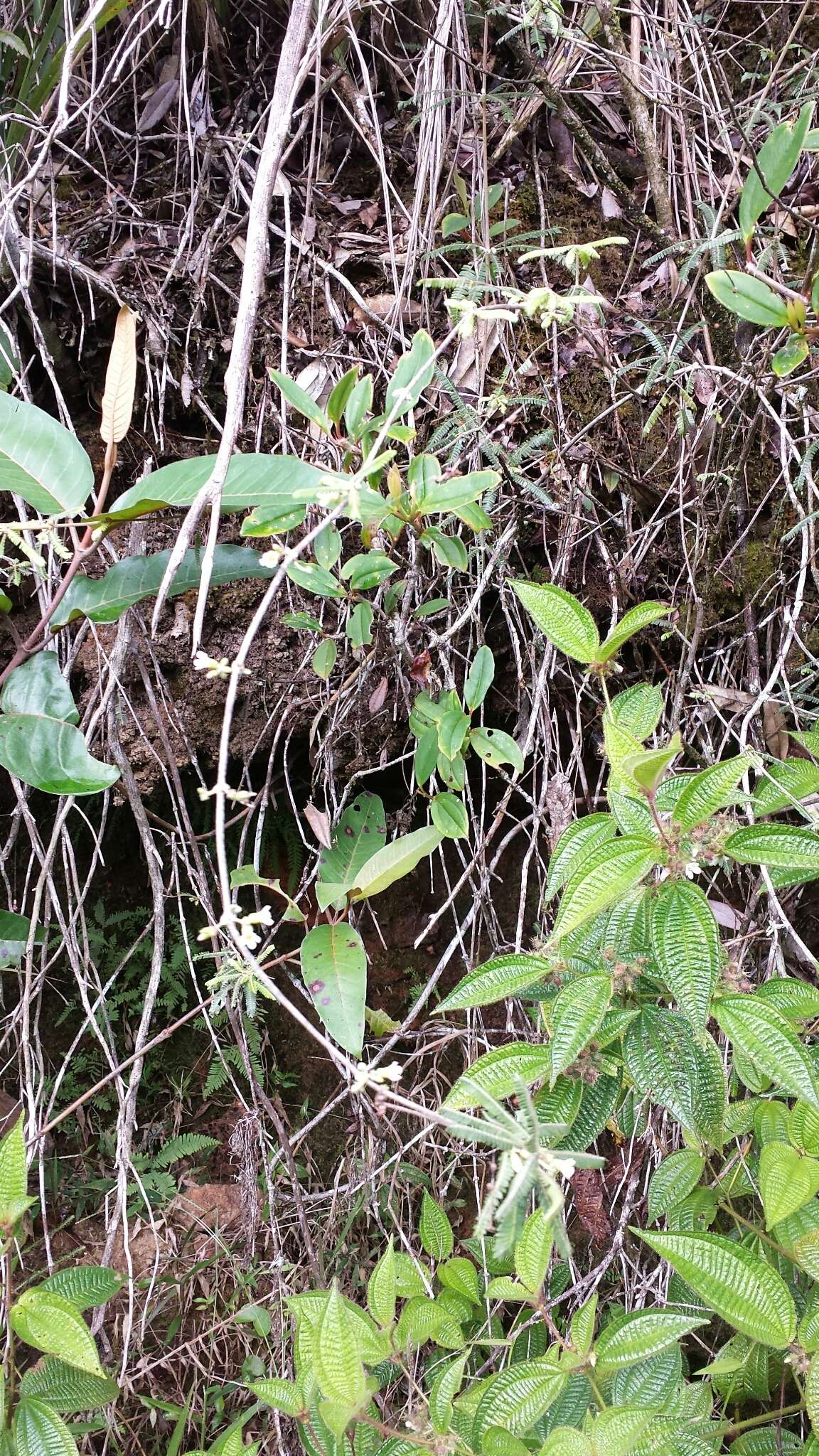 Imagem de Biophytum aeschynomenifolia Guillaumin