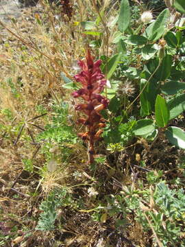 Orobanche sanguinea C. Presl的圖片