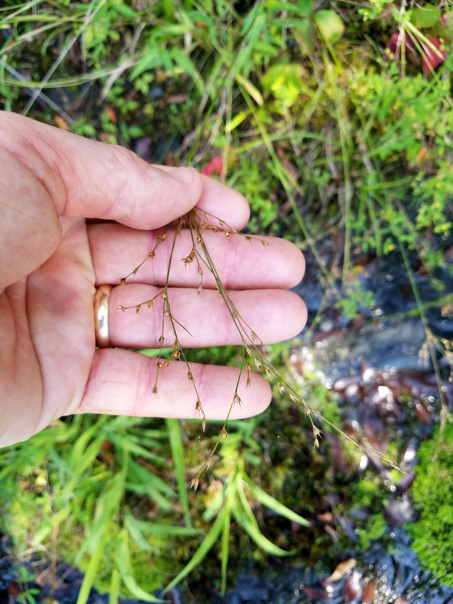 Слика од Juncus anthelatus (Wiegand) R. E. Brooks