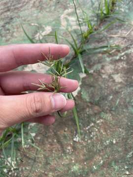 Image of Roadside Flat Sedge