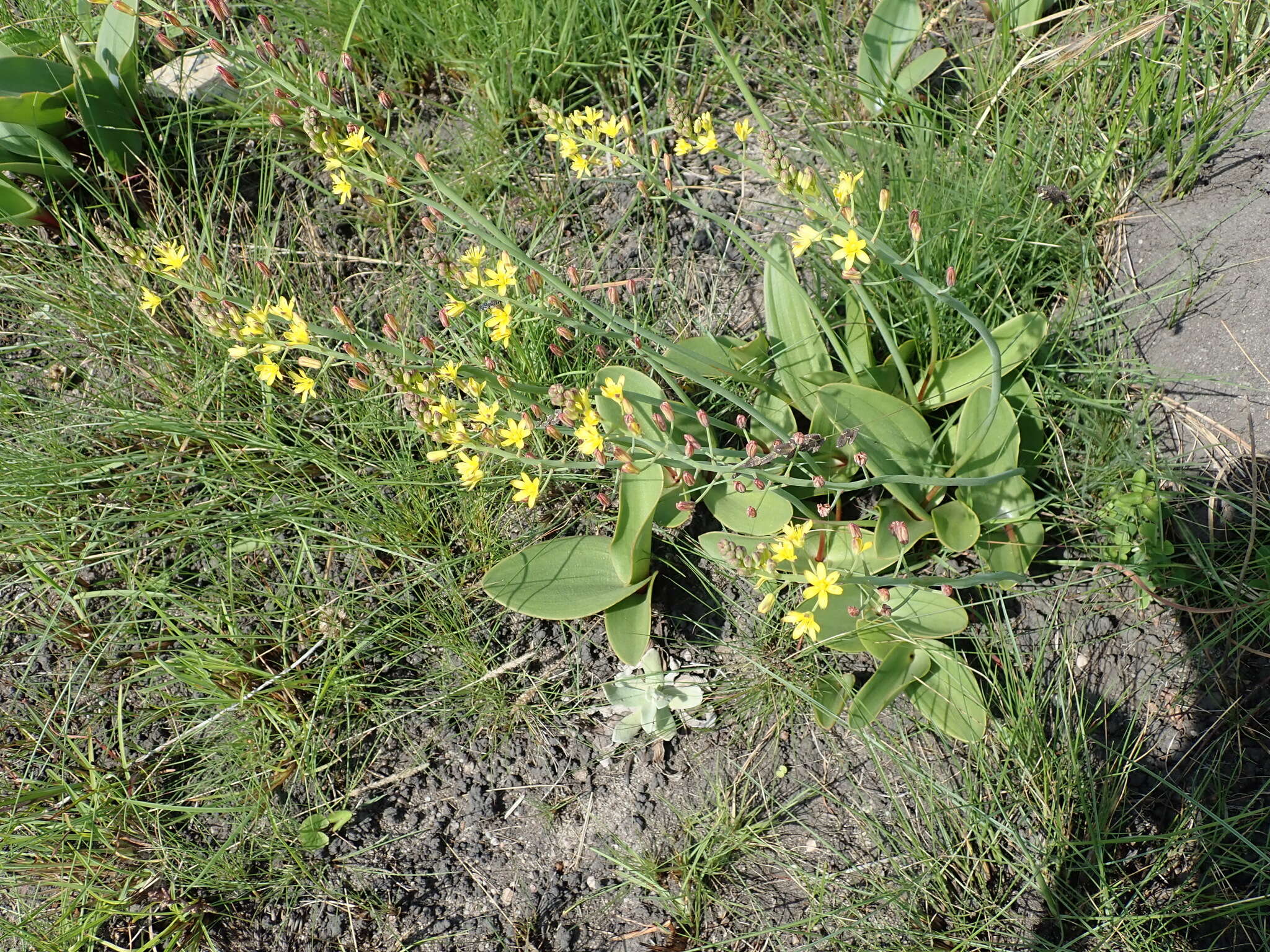 Слика од Eriospermum mackenii subsp. mackenii