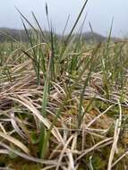 Image of Loose-flowered alpine sedge