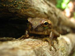 Image of Baudin's Treefrog