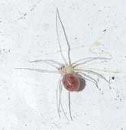 Image de Spermophora senoculata (Dugès 1836)
