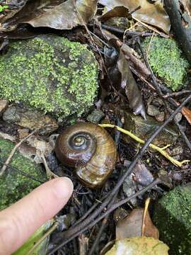 Image of Powelliphanta traversi (Powell 1930)