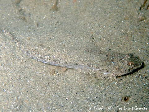 Image of Risso’s Dragonet