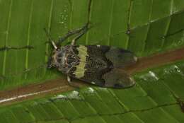 Image de Scaralis versicolor Distant 1906