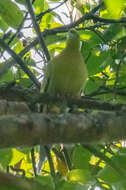 Image of Pin-tailed Green Pigeon