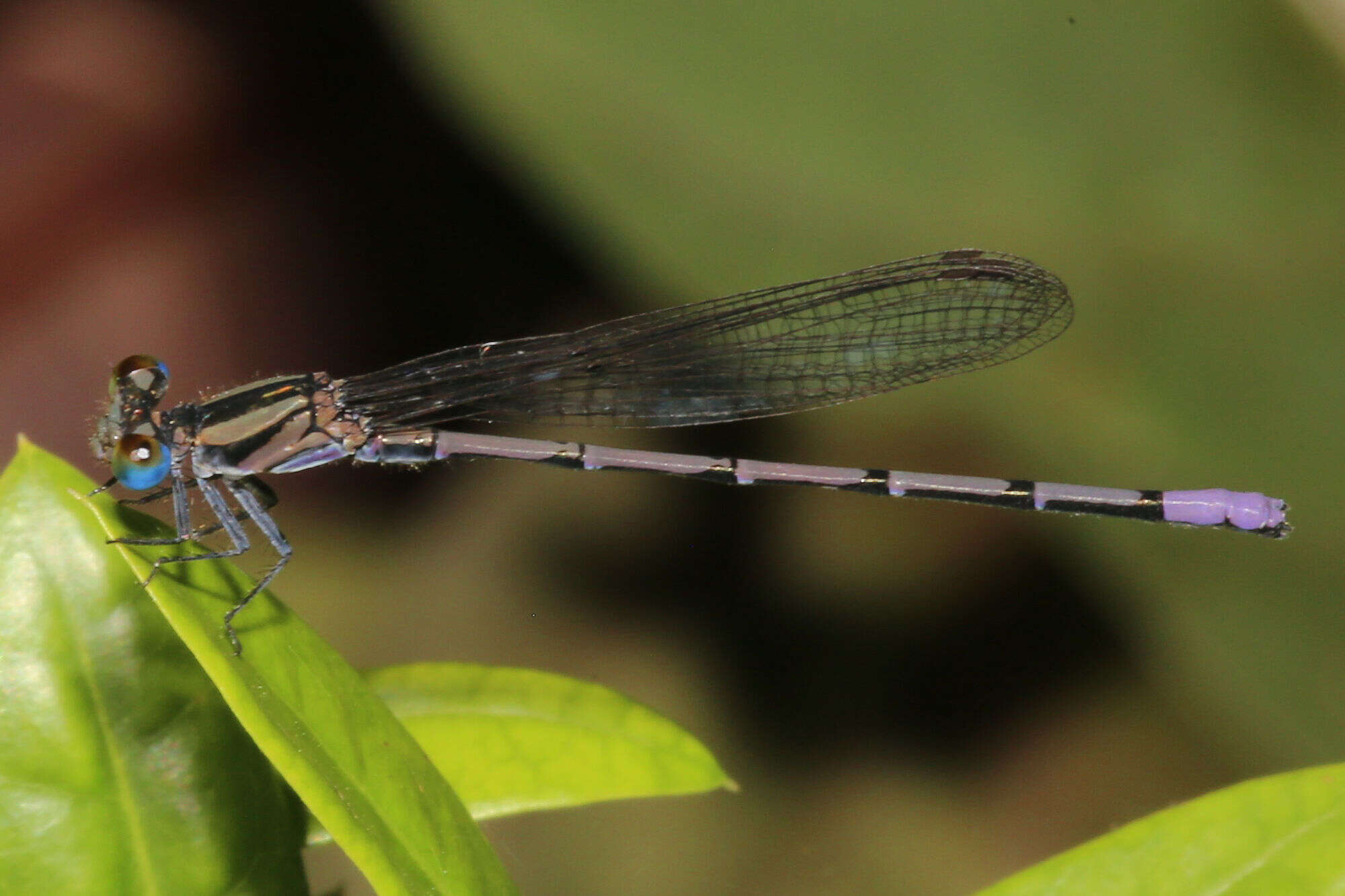 Image of Argia pocomana Calvert 1907