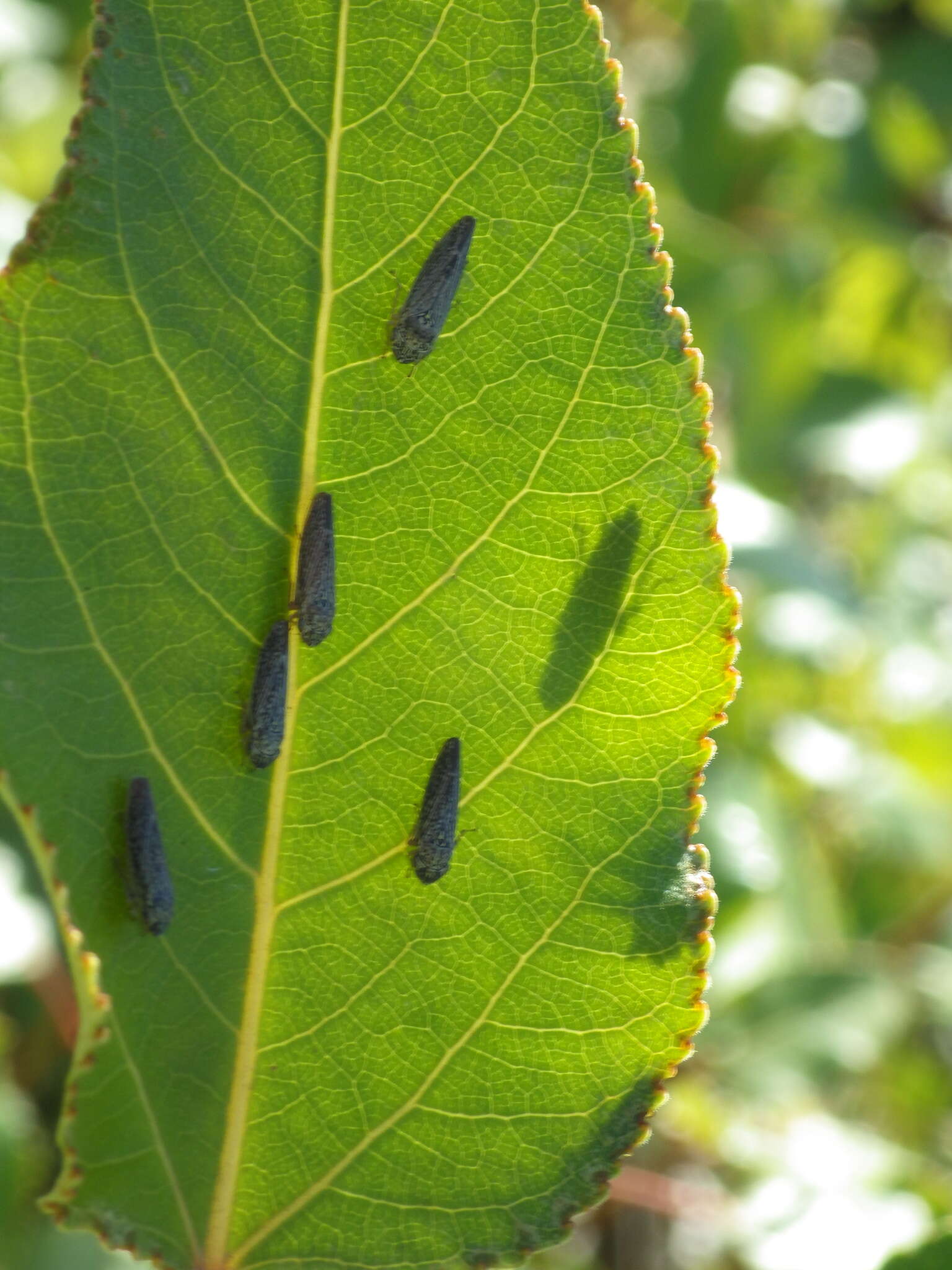 Image of Graphocephala confluens (Uhler 1861)