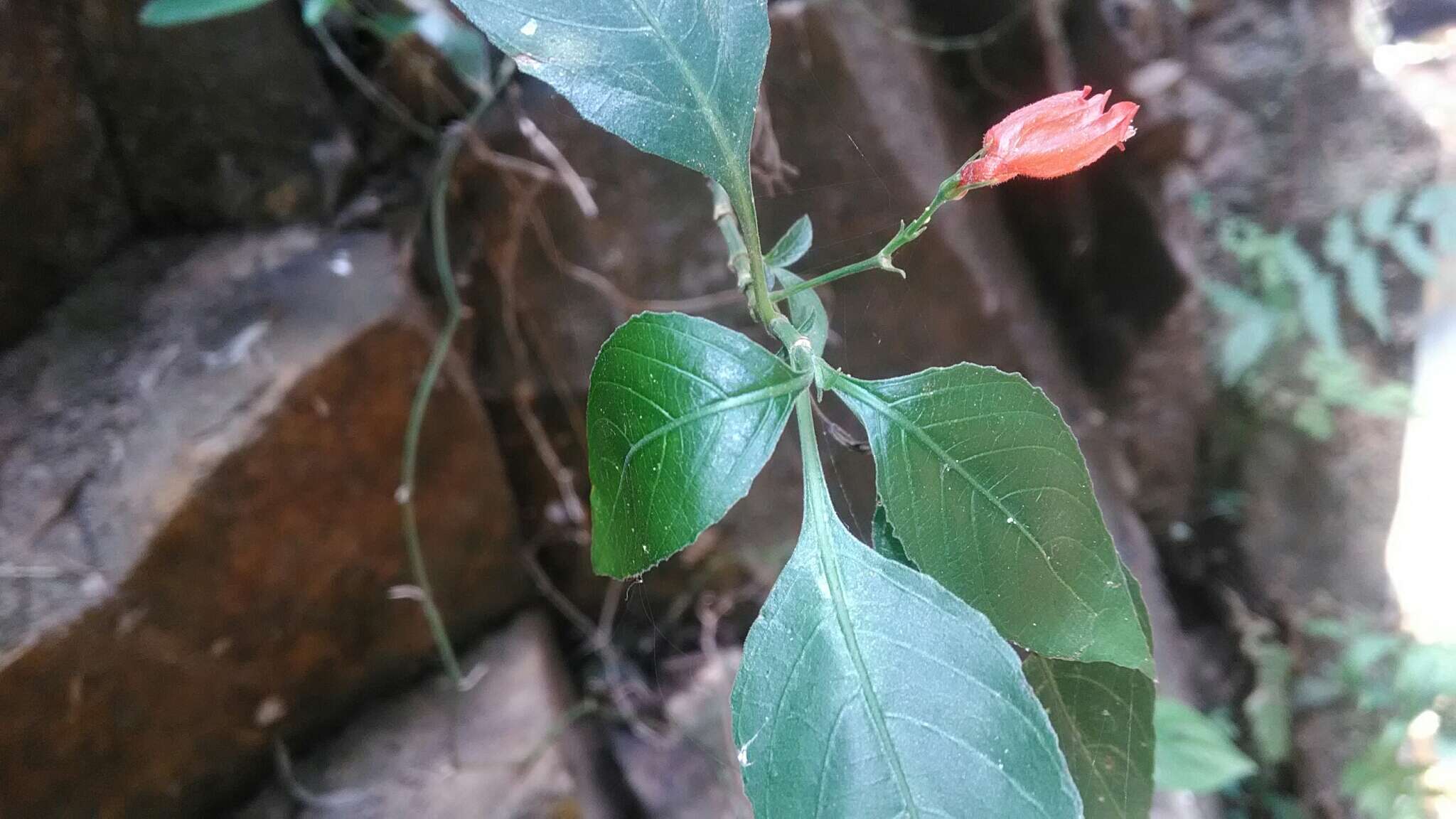 Image of tropical wild petunia