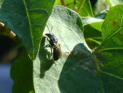 Image of Augochlora nigrocyanea Cockerell 1897