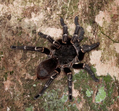 Image de Acanthoscurria juruenicola Mello-Leitão 1923